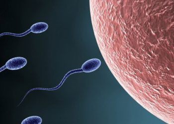 Spermalar ile İlgili Saha Çalışmaları