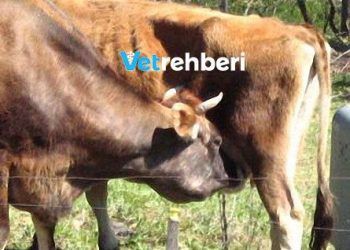 Süt Hırsızı inekler!