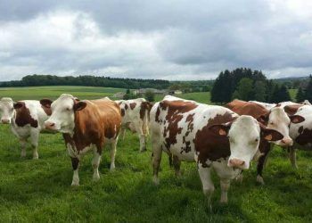 Süt Sığırcılığında Genetik ve Çevre