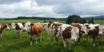 Süt Sığırcılığında Genetik ve Çevre