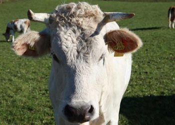 Sığırların Sporadik Ensefalomiyelitis