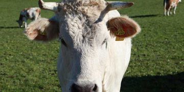 Sığırların Sporadik Ensefalomiyelitis