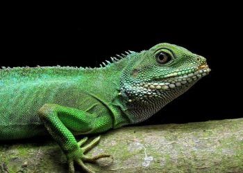 Yeşil iguana Resimleri