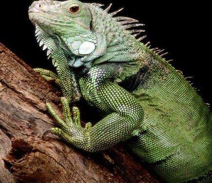 Yeşil Iguana Resimleri