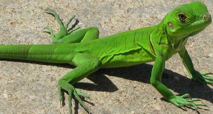 Yeşil Iguana Resimleri