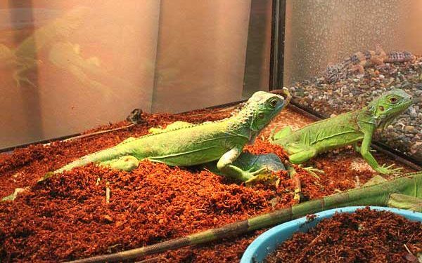 Yeşil Iguana Resimleri