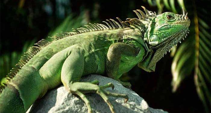 Yeşil Iguana Resimleri