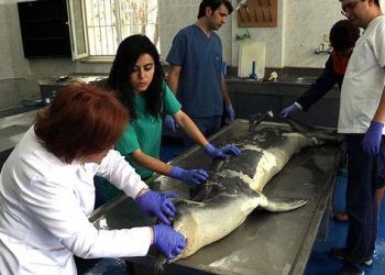 İzmir'de ölü Akdeniz foku bulundu