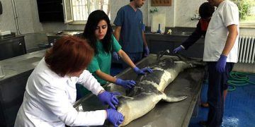 İzmir'de ölü Akdeniz foku bulundu