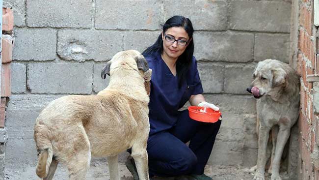 Ölümü bekleyen köpekleri hayata bağladı