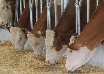 Büyükbaş hayvancılıkta 'süper teşvik'in detayları belli oldu