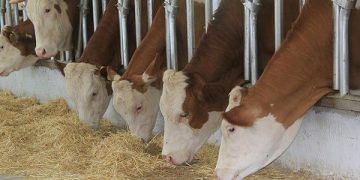 Büyükbaş hayvancılıkta 'süper teşvik'in detayları belli oldu