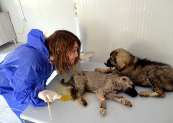 Fatma öğretmen sokak hayvanları için yollarda