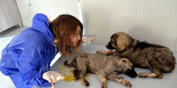 Fatma öğretmen sokak hayvanları için yollarda