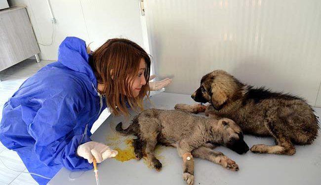 Fatma öğretmen sokak hayvanları için yollarda