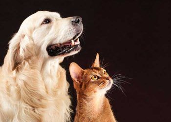 Kedi ve Köpeğinize Asla Yapmamamız Gereken 8 Durum