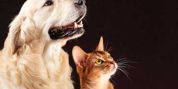 Kedi ve Köpeğinize Asla Yapmamamız Gereken 8 Durum