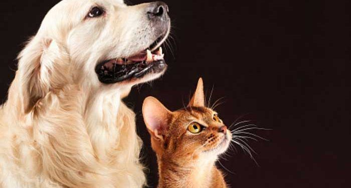 Kedi ve Köpeğinize Asla Yapmamamız Gereken 8 Durum