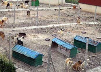 Sahipsiz köpeklerin bakımı için barınak kurdu