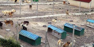 Sahipsiz köpeklerin bakımı için barınak kurdu