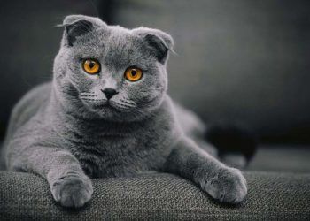 Scottish Fold Bir kedi ırkının sessiz HAYKIRIŞI!