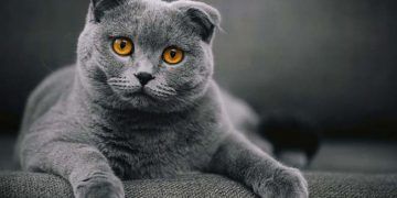 Scottish Fold Bir kedi ırkının sessiz HAYKIRIŞI!