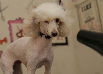 Sevimli patilere Güzellik Salonu 'nda yaz bakımı