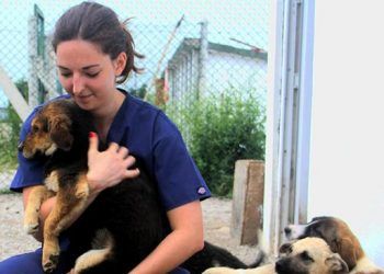 Sokak hayvanları için Fransa 'dan Sinop 'a geldi