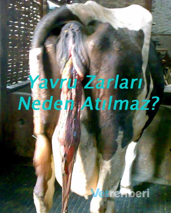 Yavru Zarları Neden Atılmaz?