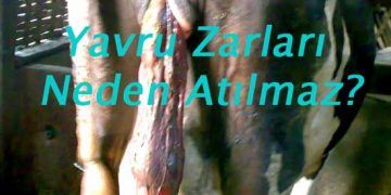 Yavru Zarları Neden Atılmaz?