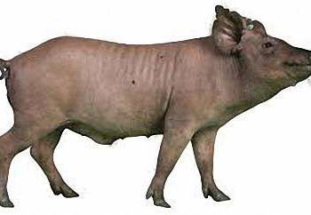 Yucaton Domuzu Nedir?