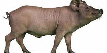 Yucaton Domuzu Nedir?