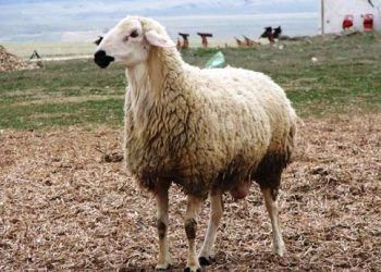 Akkaraman Koyun Irkı