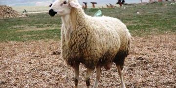 Akkaraman Koyun Irkı