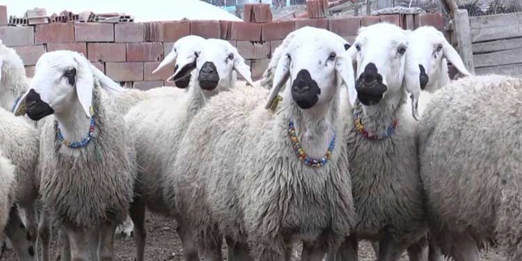 Akkaraman Koyun Irkı Resimleri