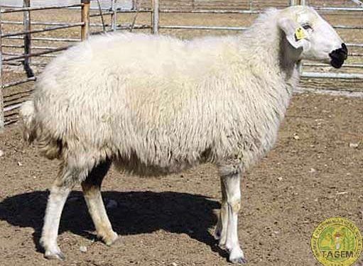 Akkaraman Koyun Irkı Resimleri