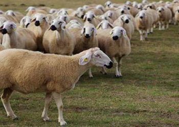 Akkaraman Koyun Irkı Resimleri