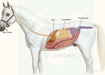 Atlarda Sindirim Sistemi
