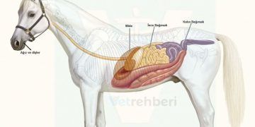 Atlarda Sindirim Sistemi