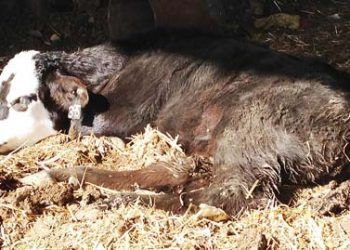 Buzağılarda Koksidiyoz