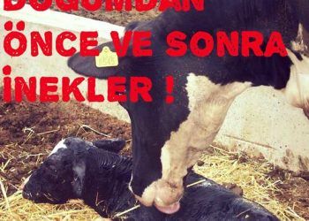 Doğumdan Önce ve Sonra inekler!
