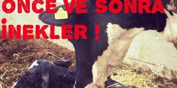 Doğumdan Önce ve Sonra inekler!