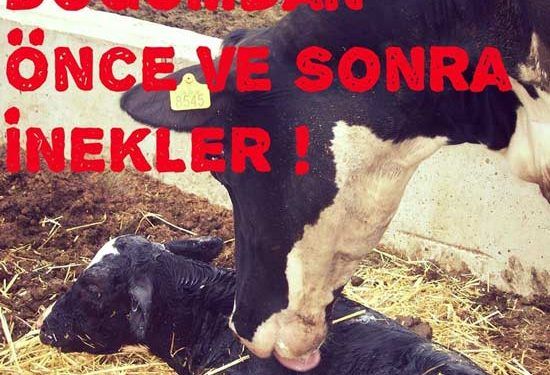 Doğumdan Önce ve Sonra inekler!