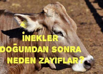 inekler doğumdan sonra neden zayıflar