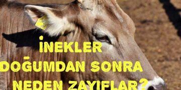 inekler doğumdan sonra neden zayıflar