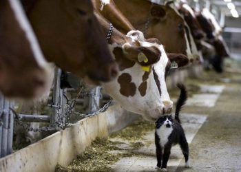 inekler Fabrika Malı Değil