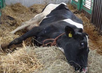 ineklerde Hipokalsemi Tedavisinde Dikkat Edilmesi Gereken Noktalar