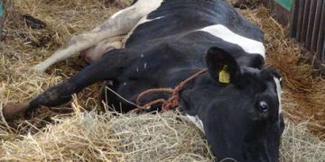 ineklerde Hipokalsemi Tedavisinde Dikkat Edilmesi Gereken Noktalar