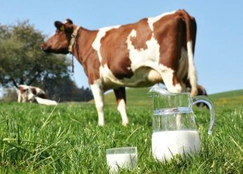 İneklerde Memeden Sütün indirilmemesinin Nedenleri ve Çözüm Önerileri