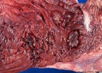 ineklerde Mide Ülseri